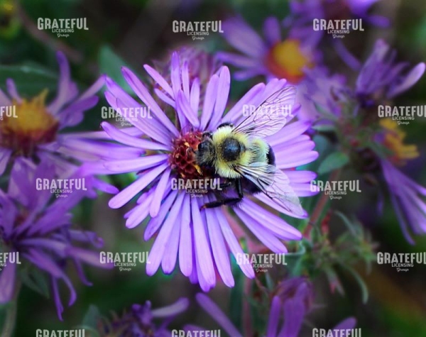 Bee and Cone Flower