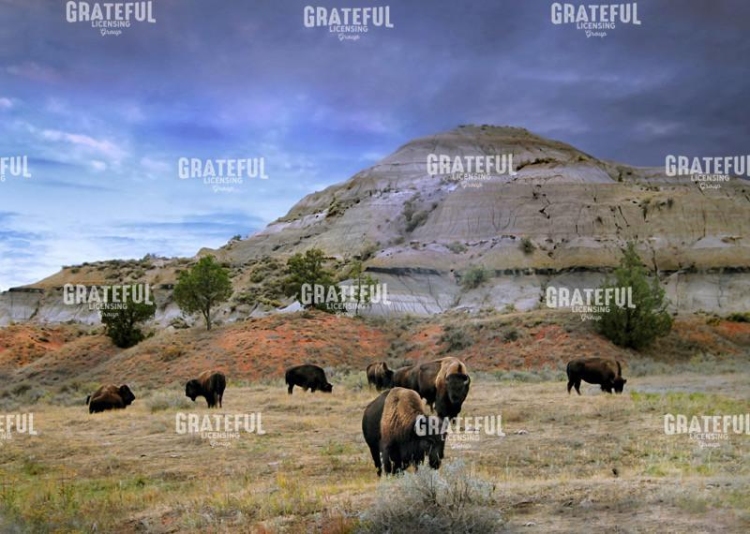 North Dakota Buffalo