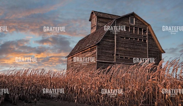 Stalks, Wood, and Sky
