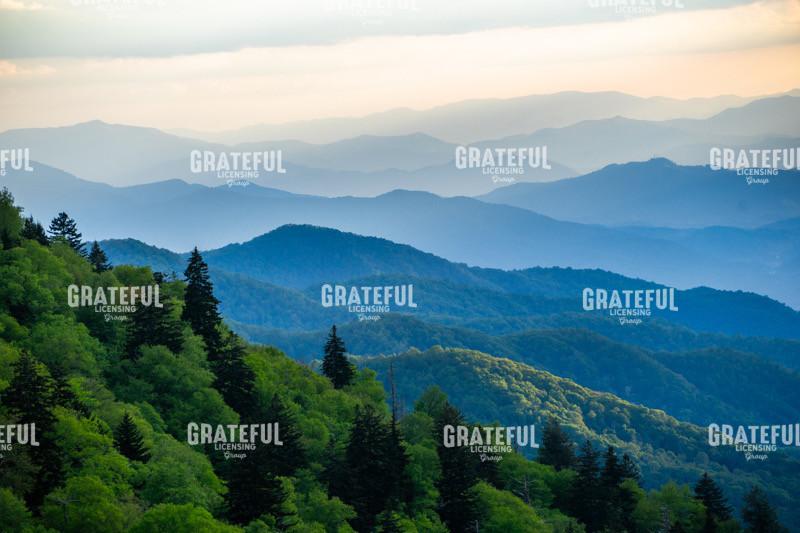 North Carolina Layers