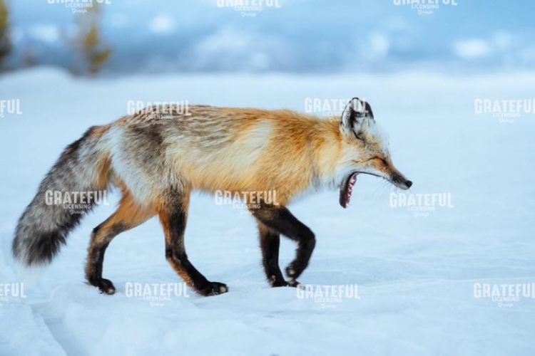 Fox in the Tetons