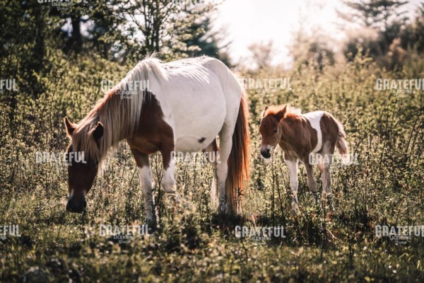 Wild Ponies of Virginia