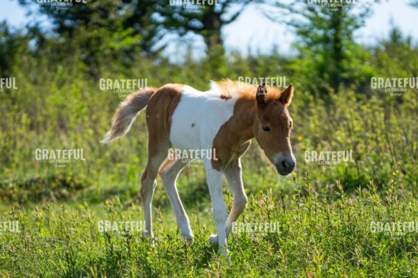Wild Foal