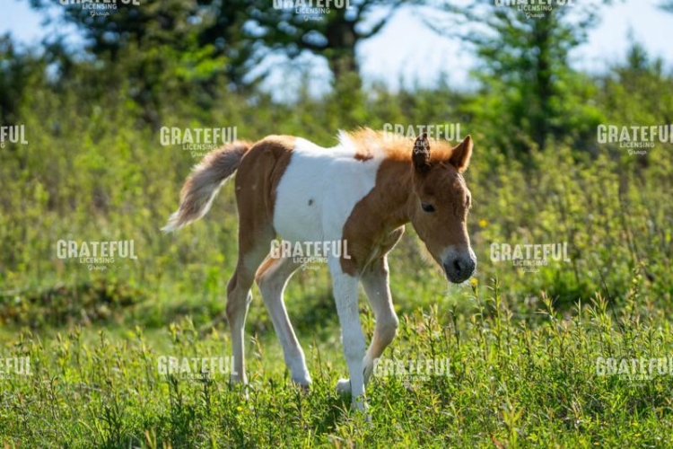 Wild Foal