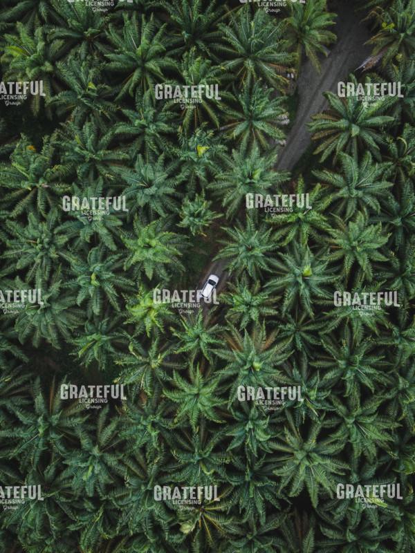 Palm Forest