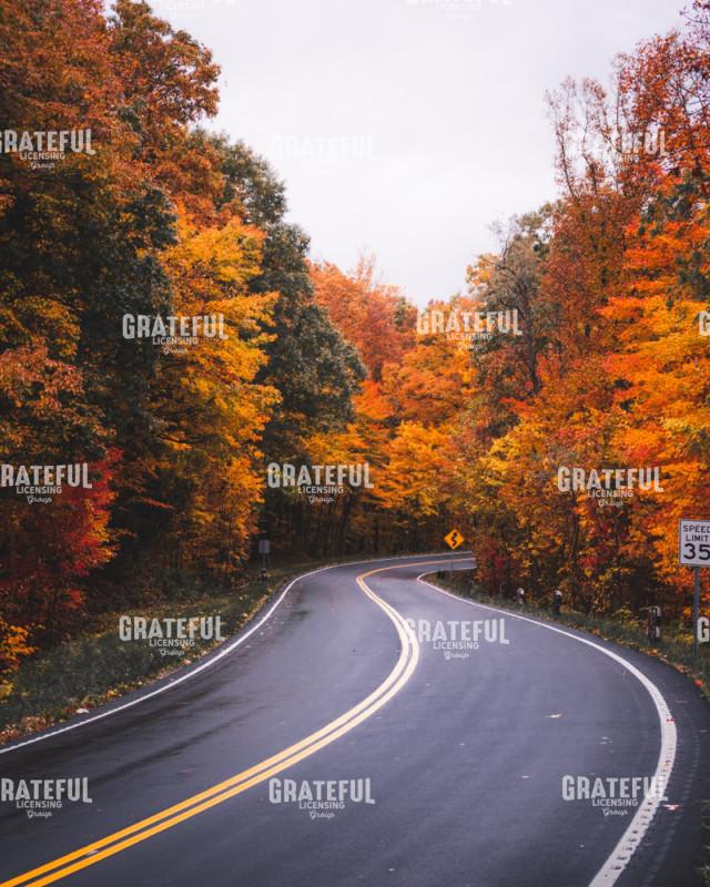 Something in the Orange