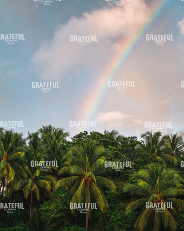 Palms and Rainbows