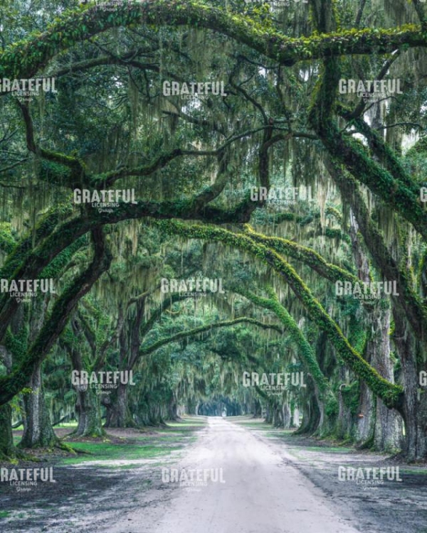 Charleston Plantation