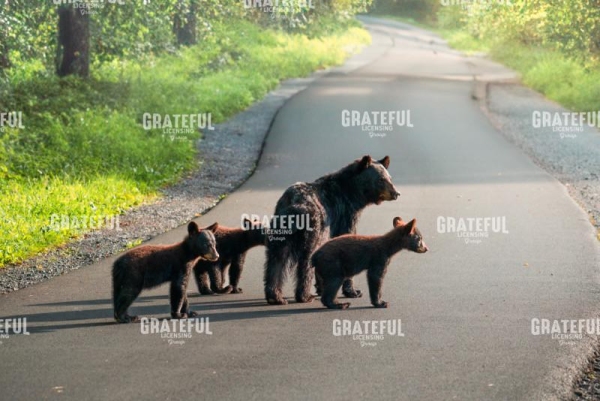 Bear Family