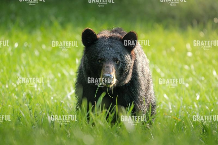 Bear on the Move