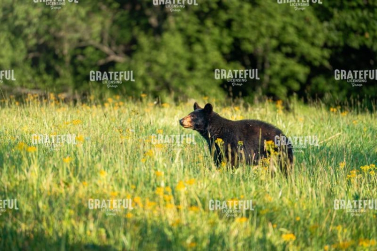Bear in the Tall Grass