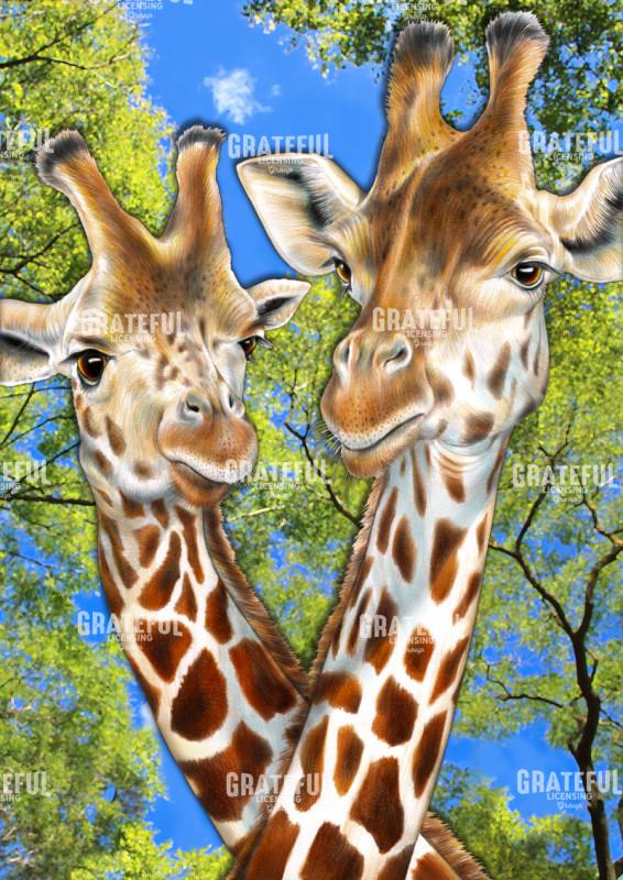 Giraffes