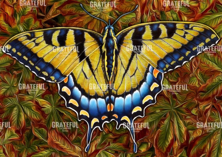 Swallowtail Butterfly