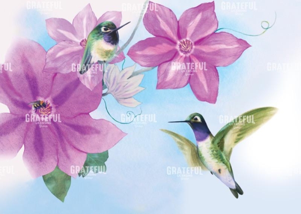 Hummingbird 2