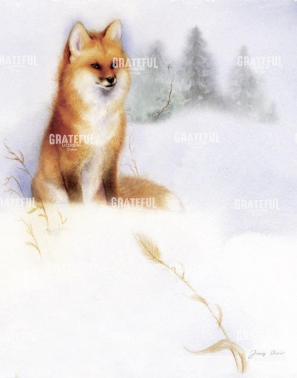 Winter Red Fox