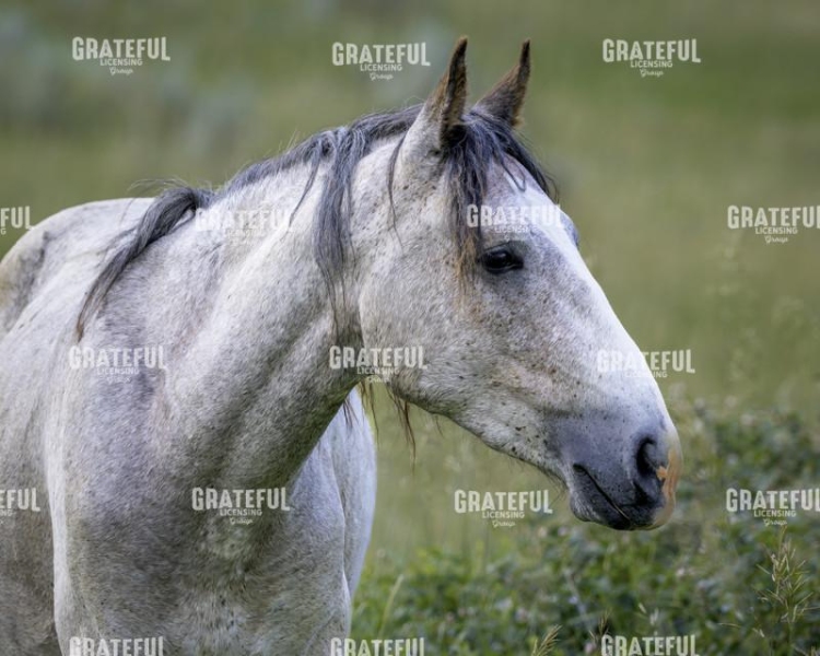 Untamed Majesty