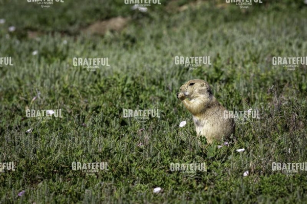 Prairie Dog Breakfast