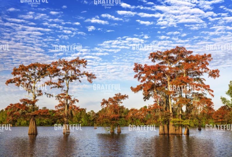 Cypress Splendor