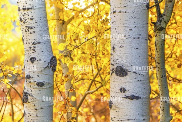 Aspen Glow