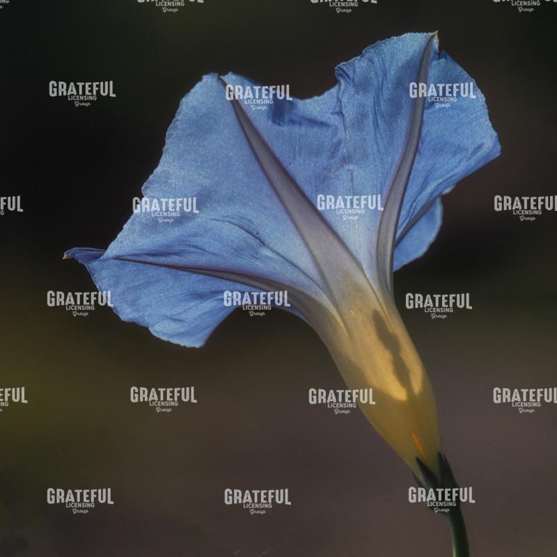 Purple Blossom 09146