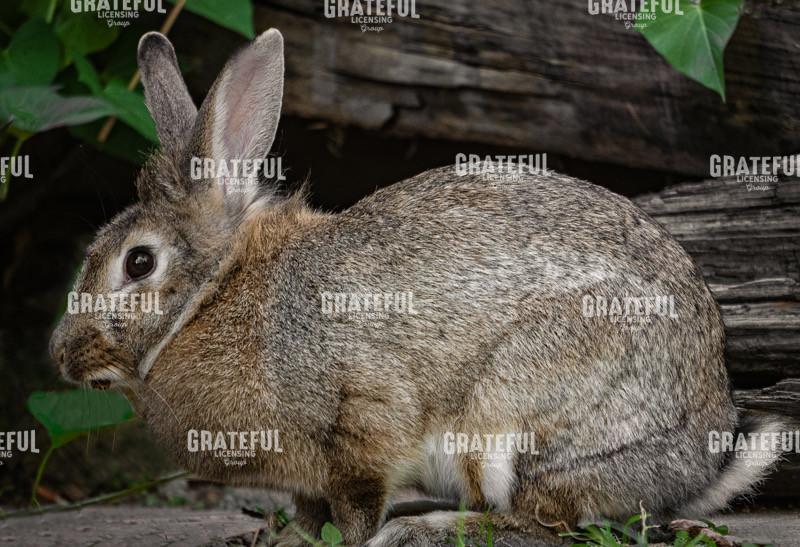 Tahawi Inhabitant 06607