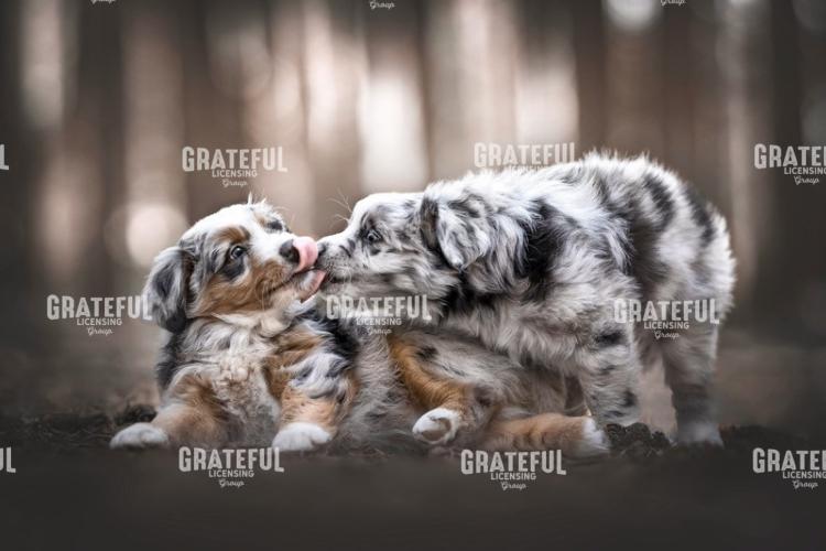 Puppy Kisses 2