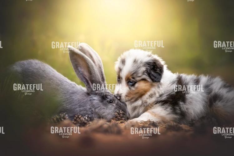 Rabbit Love