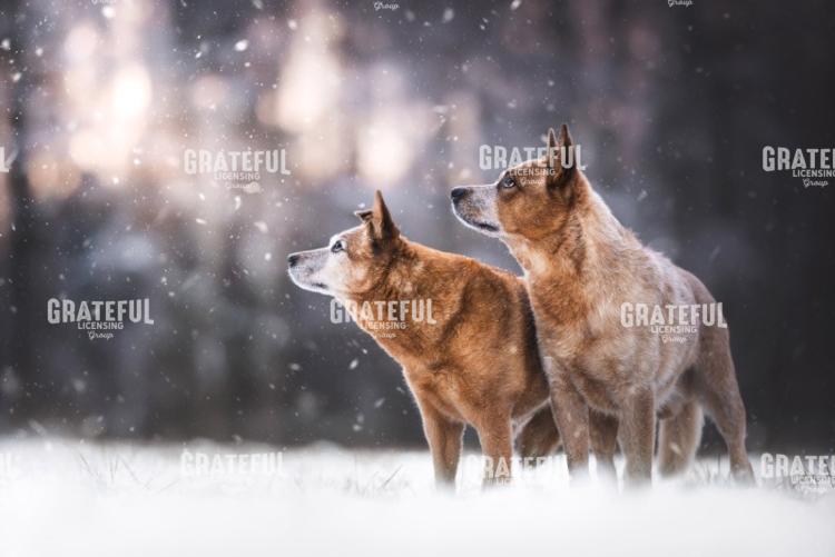 Snowing