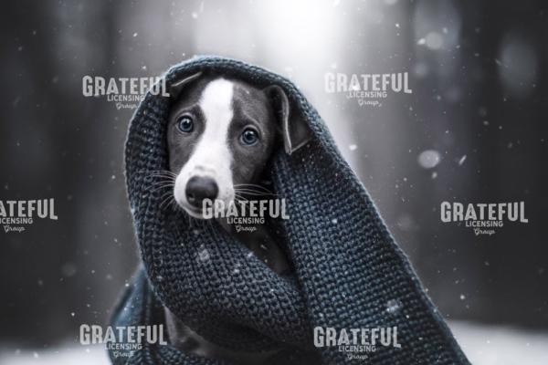 Pup in Blanket