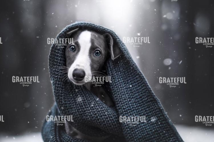 Pup in Blanket