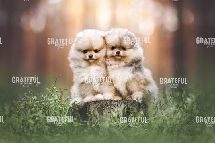 Pom Love