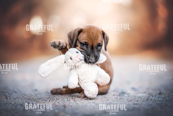 Puppy Toy