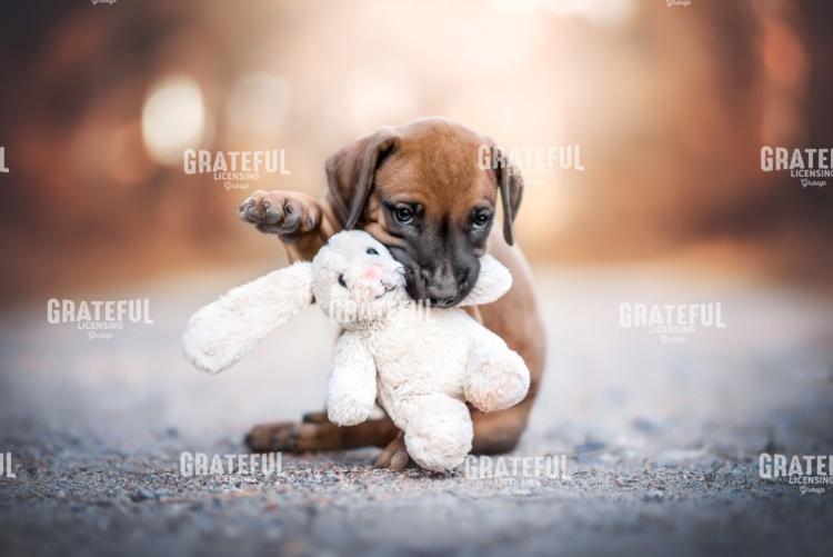Puppy Toy