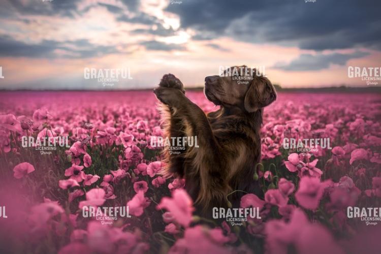 Praying Pup
