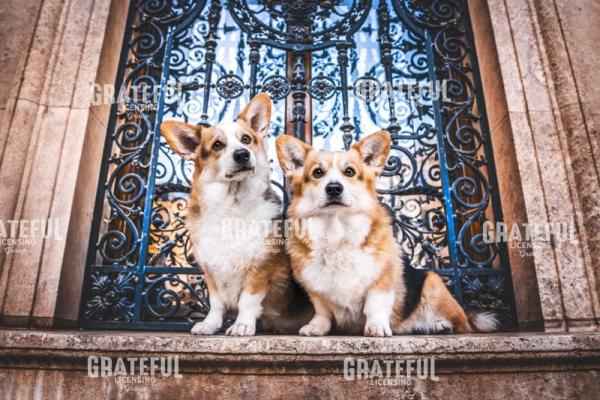 Corgi Love