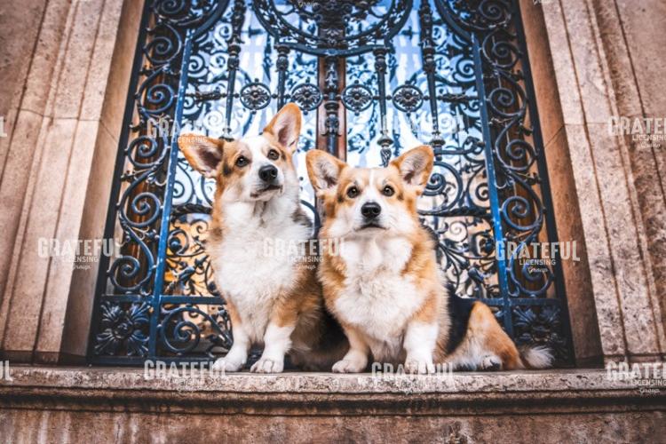 Corgi Love