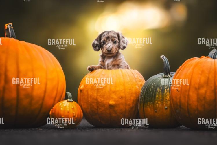 Pumpkin Pup