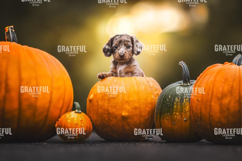 Pumpkin Pup