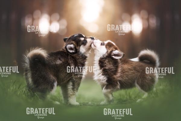 Husky Love