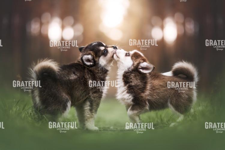 Husky Love