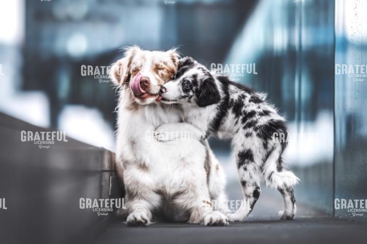 Aussie Kisses