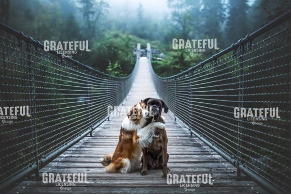 Bridge to my Heart