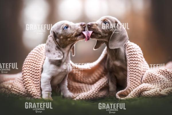 Puppy Love