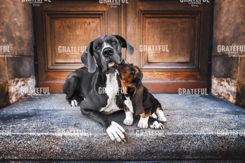 Love Knows No Bounds