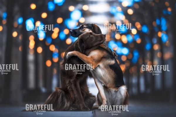 Hug Your Dog