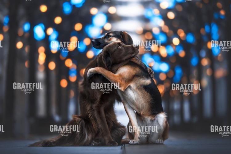 Hug Your Dog