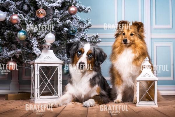 Christmas Pups