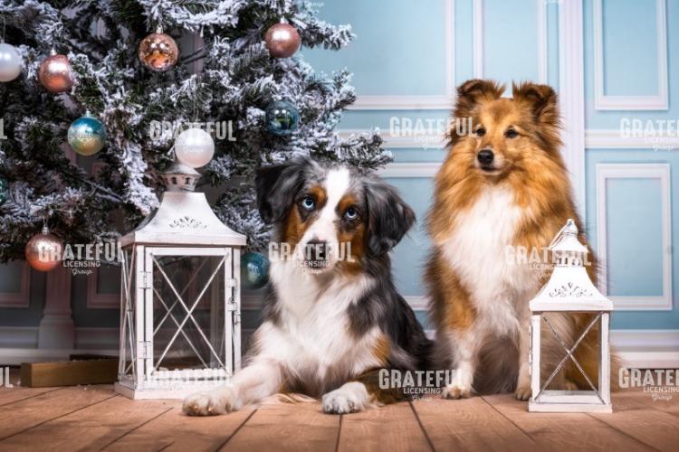 Christmas Pups
