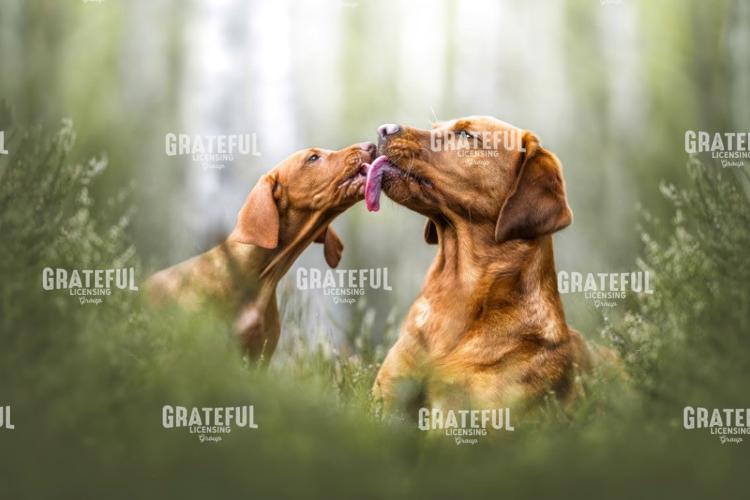 Puppy Kisses