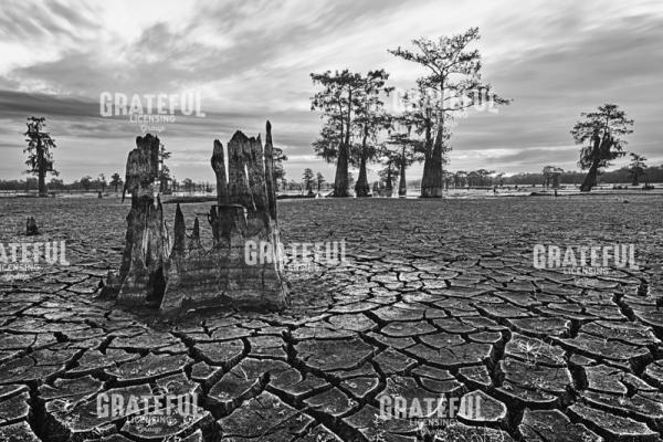 Cracked Henderson Swamp